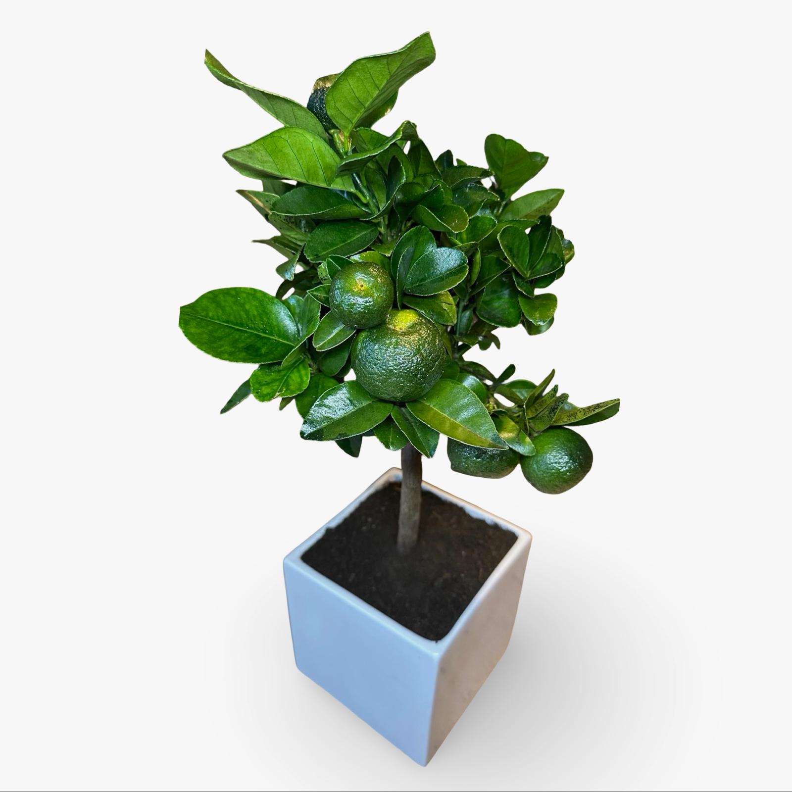 Pianta di Limetta Rossa o PURSHA – Agrume Ornamentale e Fruttifero Prodotto in Sicilia