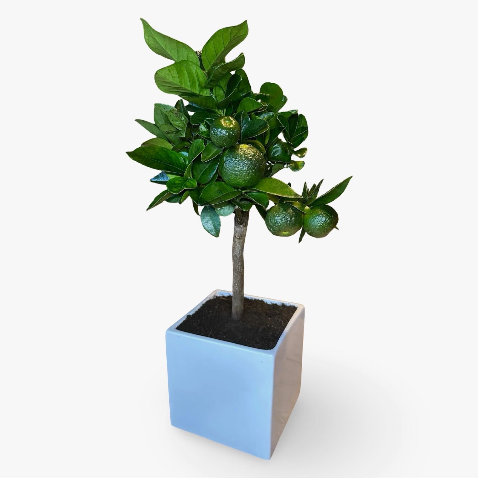 Pianta di Limetta Rossa o PURSHA – Agrume Ornamentale e Fruttifero Prodotto in Sicilia