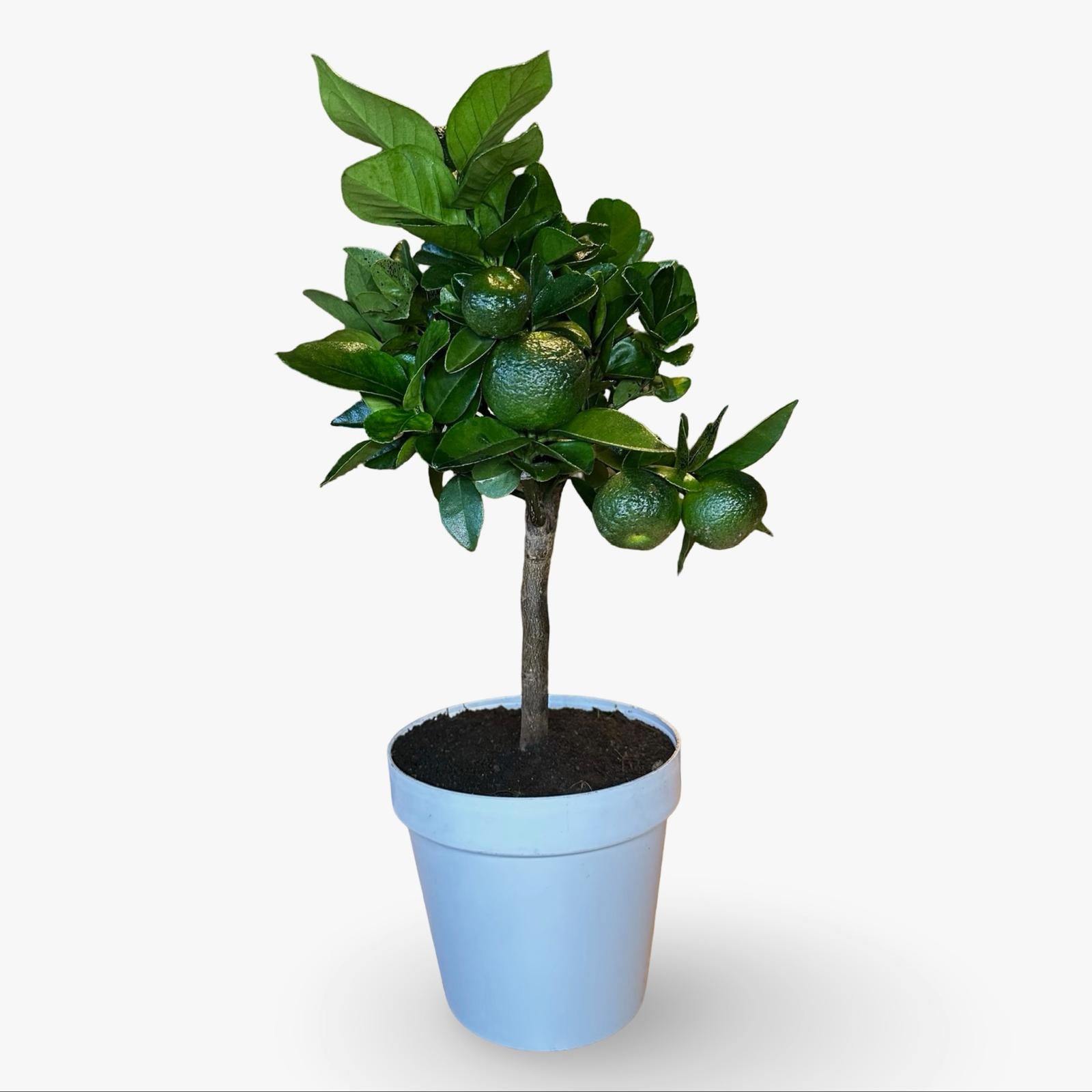 Pianta di Limetta Rossa o PURSHA – Agrume Ornamentale e Fruttifero Prodotto in Sicilia