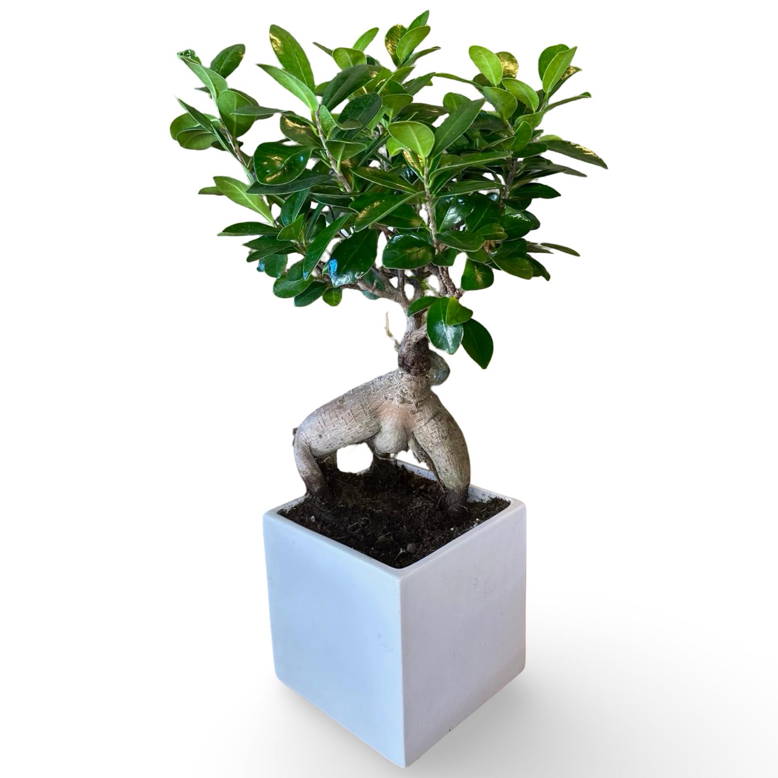 Bonsai Ginseng Ficus Microcarpa vaso Ceramica o Vetro