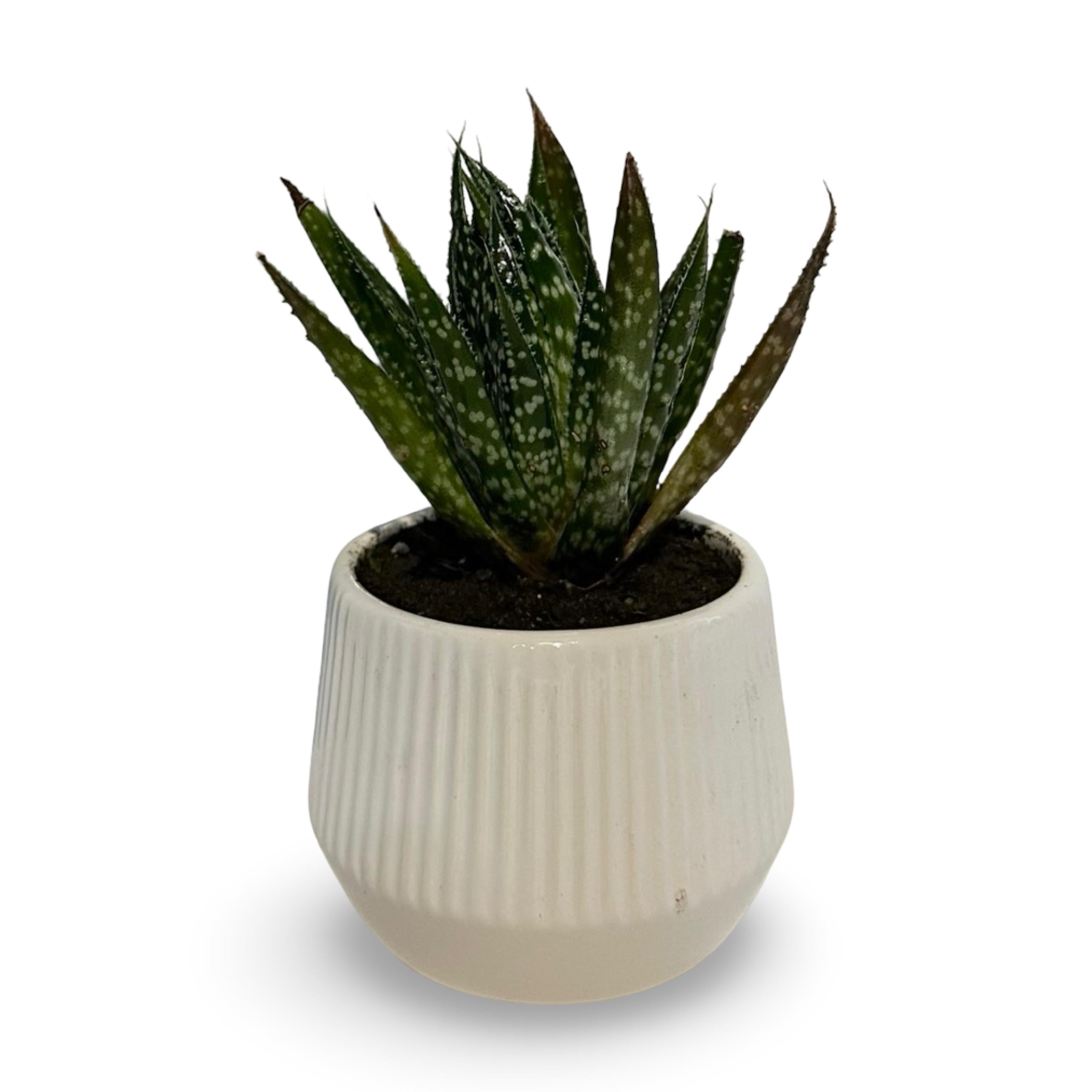 Mini Piantina grassa in vaso quadrato in vetro trasparente CERTIFICATA