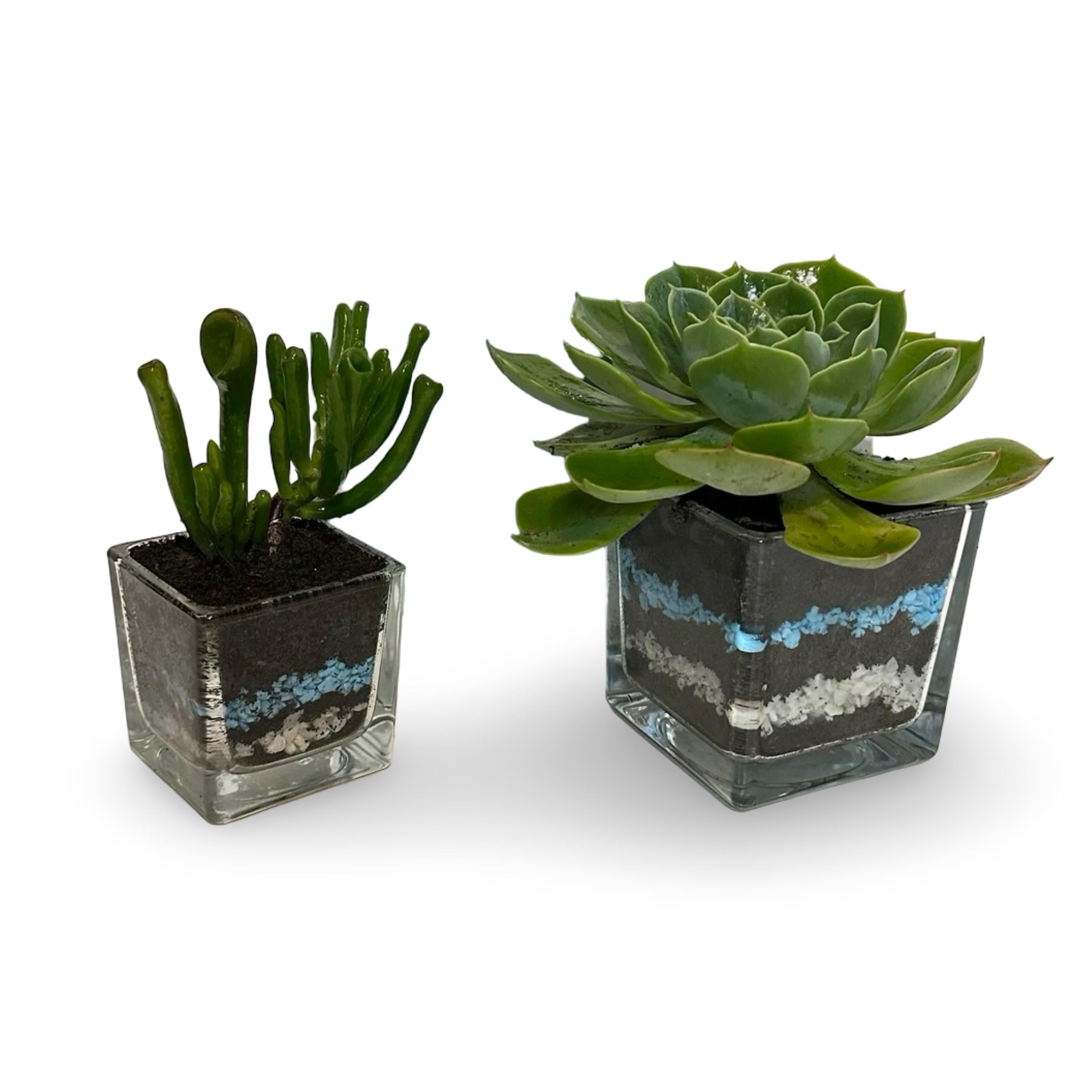 Mini Piantina grassa in vaso quadrato in vetro trasparente CERTIFICATA